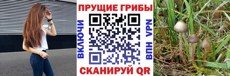 KRAKEN зеркало  Сурск  Псилоцибиновые грибы Magic Shrooms 